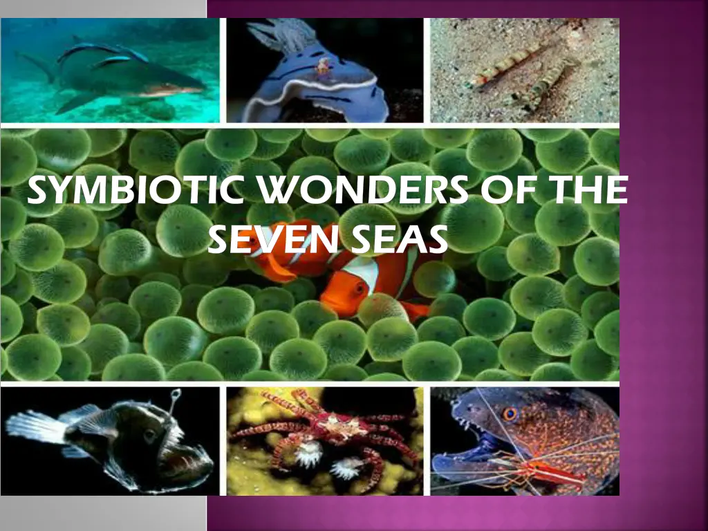 symbiotic wonders of the symbiotic wonders