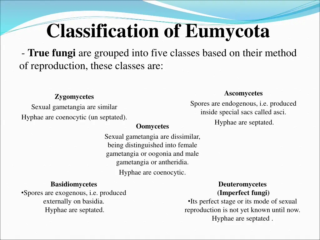 classification of eumycota true fungi are grouped
