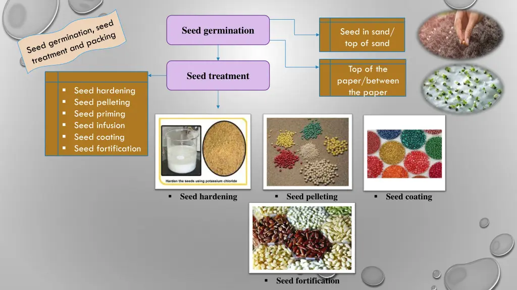seed germination