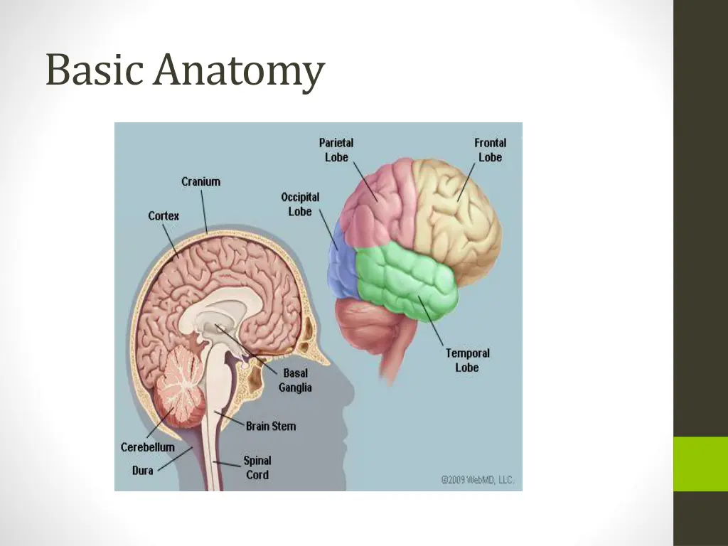 basic anatomy