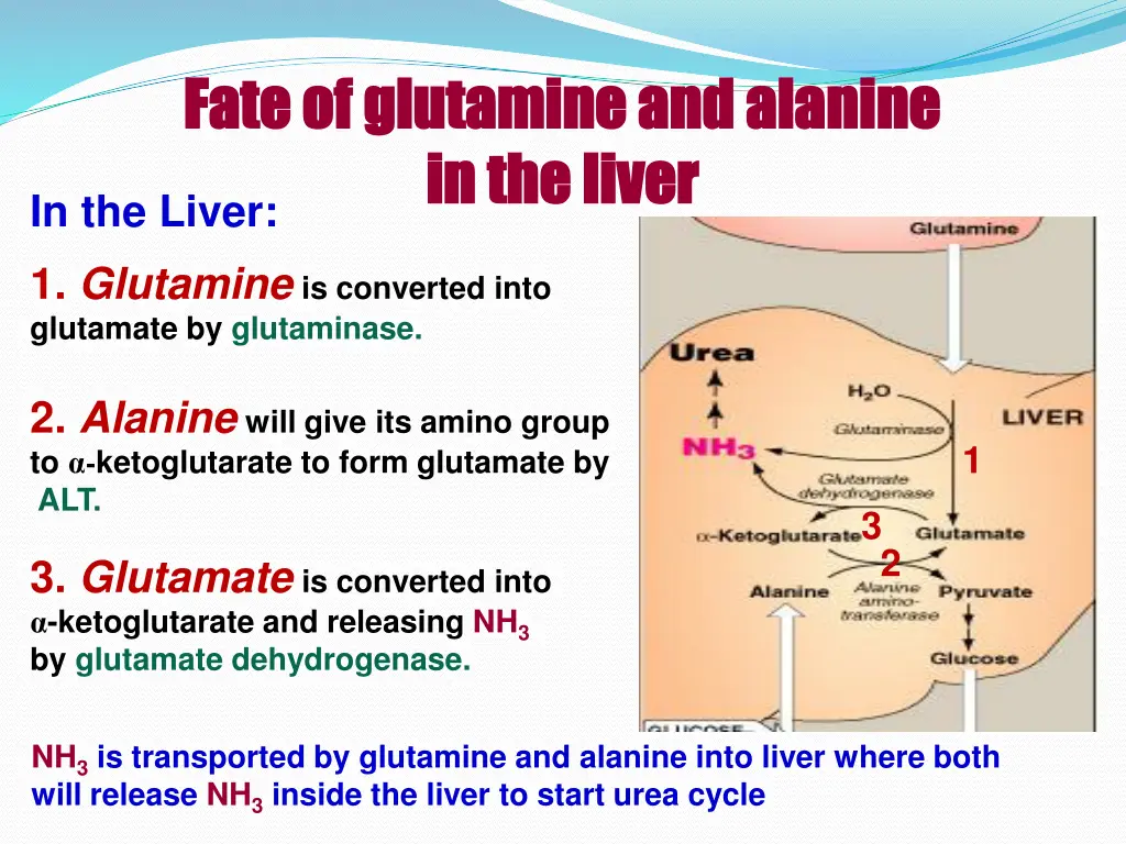 fate of glutamine and alanine fate of glutamine