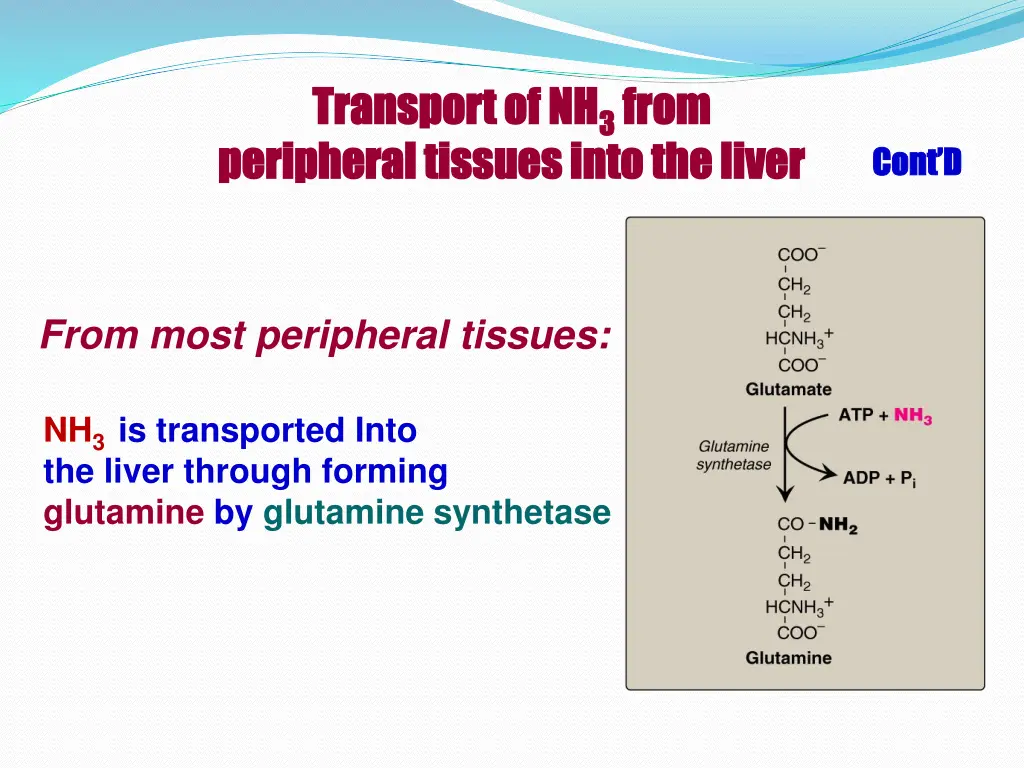 transport of nh transport of nh 3 3 from 1