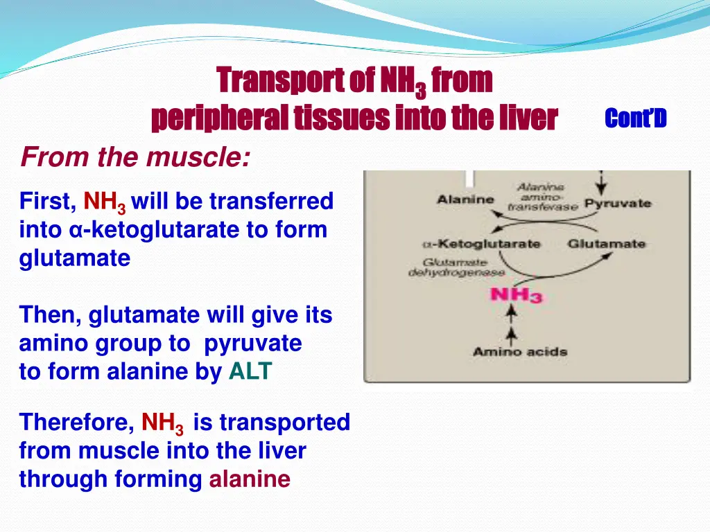 transport of nh transport of nh 3 3 from 2