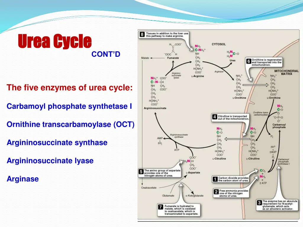 urea cycle urea cycle 2