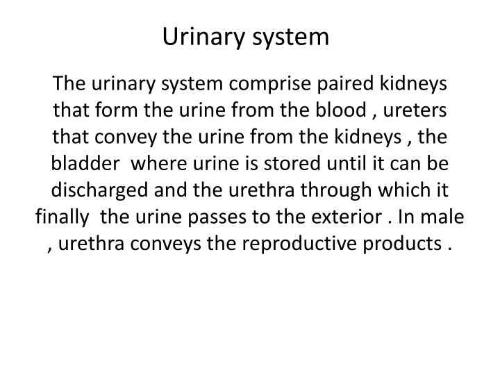 urinary system