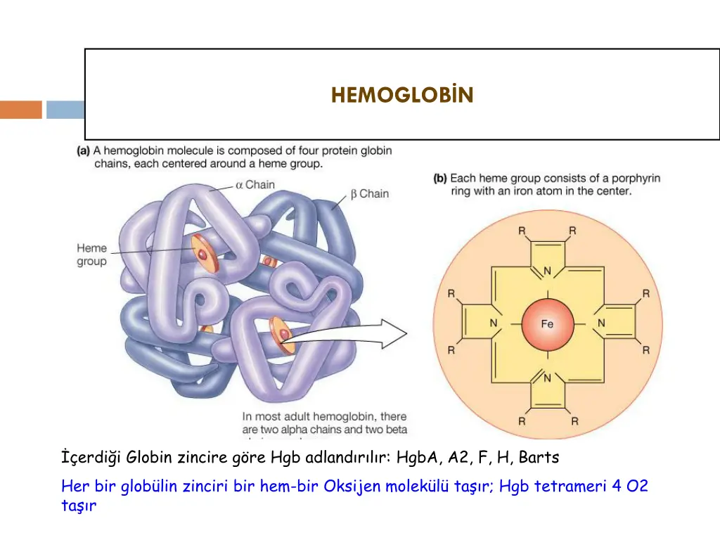 hemoglob n
