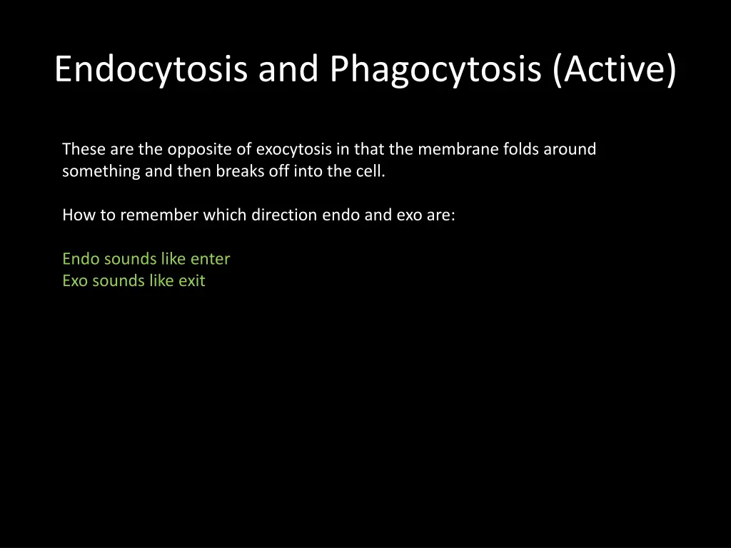 endocytosis and phagocytosis active