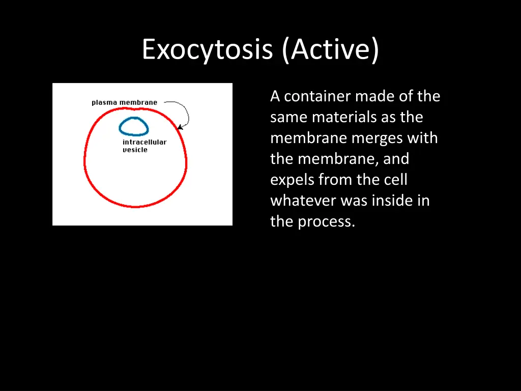 exocytosis active
