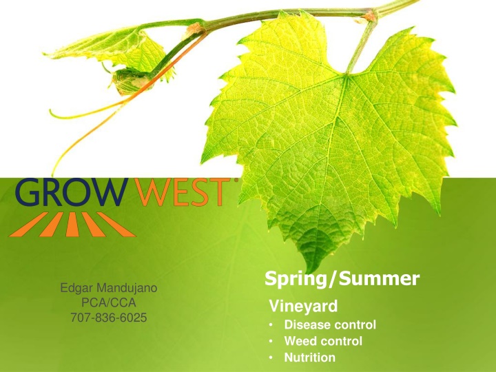spring summer vineyard disease control weed