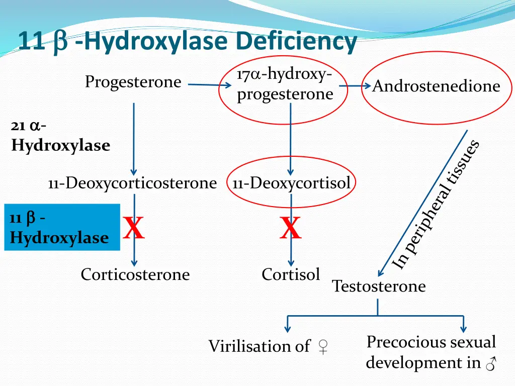 11 hydroxylase deficiency