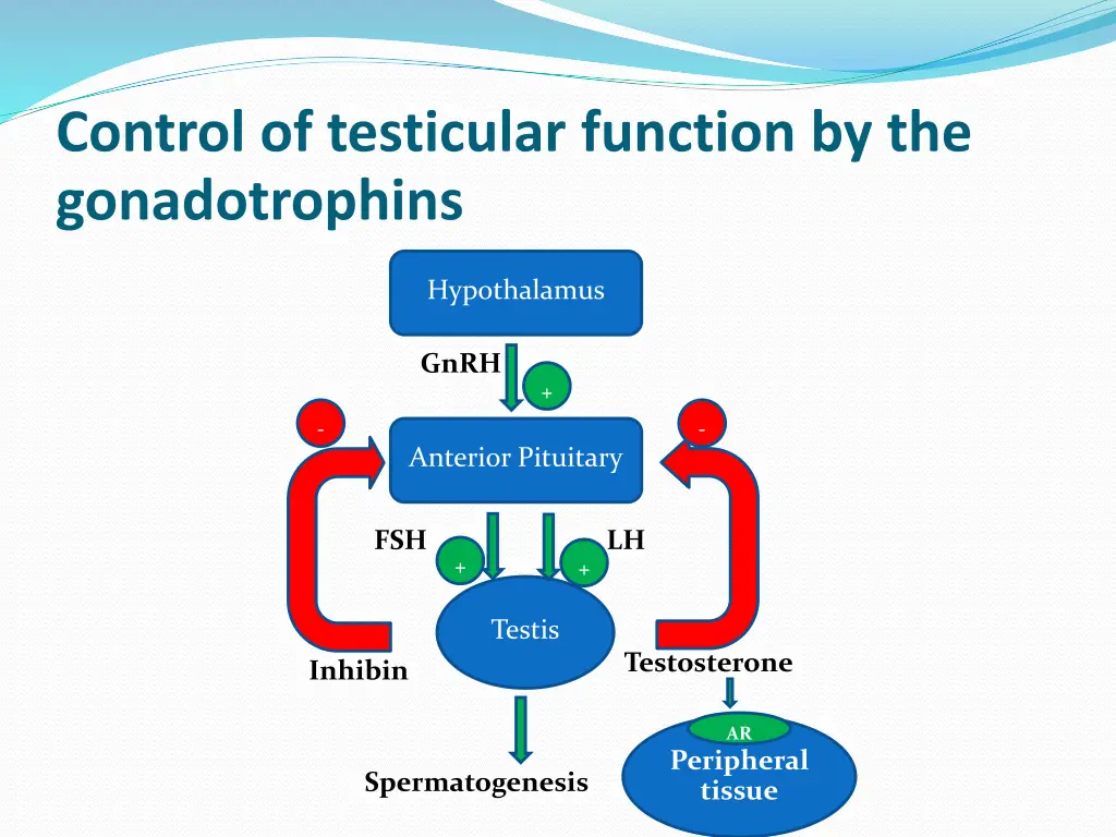 control of testicular function
