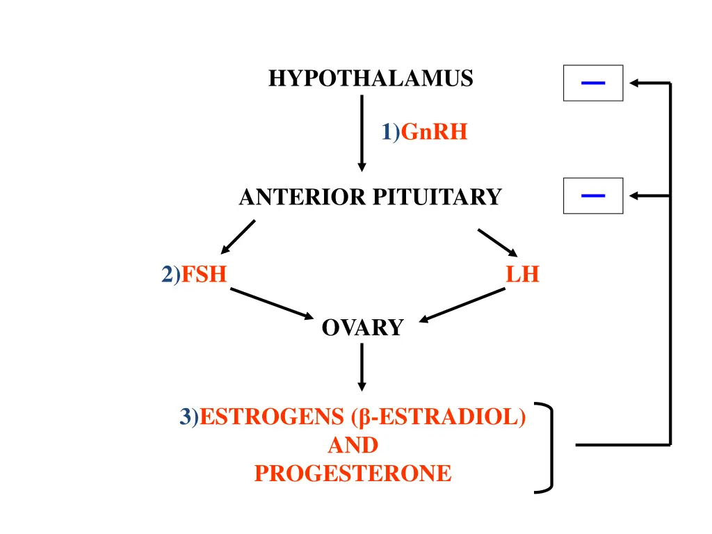 hypothalamus