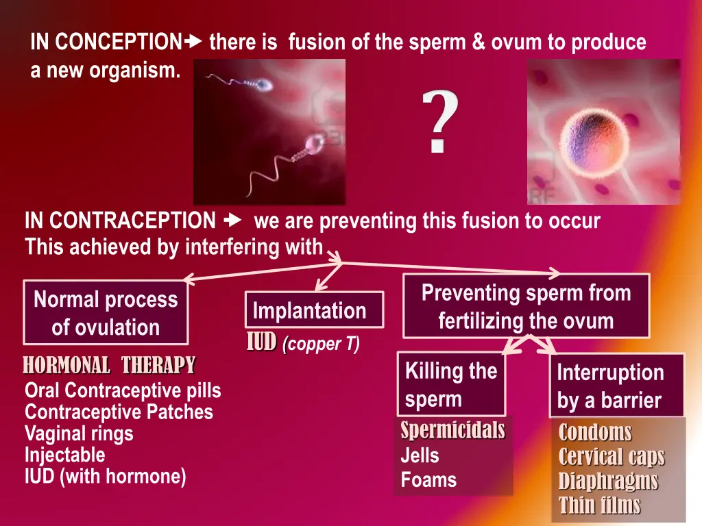 in conception there is fusion of the sperm ovum