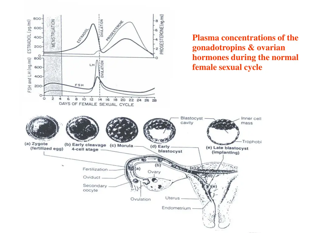 plasma concentrations of the gonadotropins