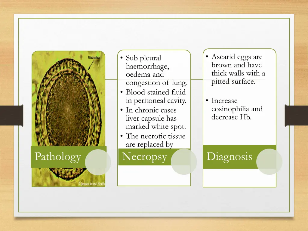 ascarid eggs are brown and have thick walls with
