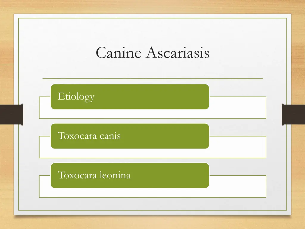 canine ascariasis