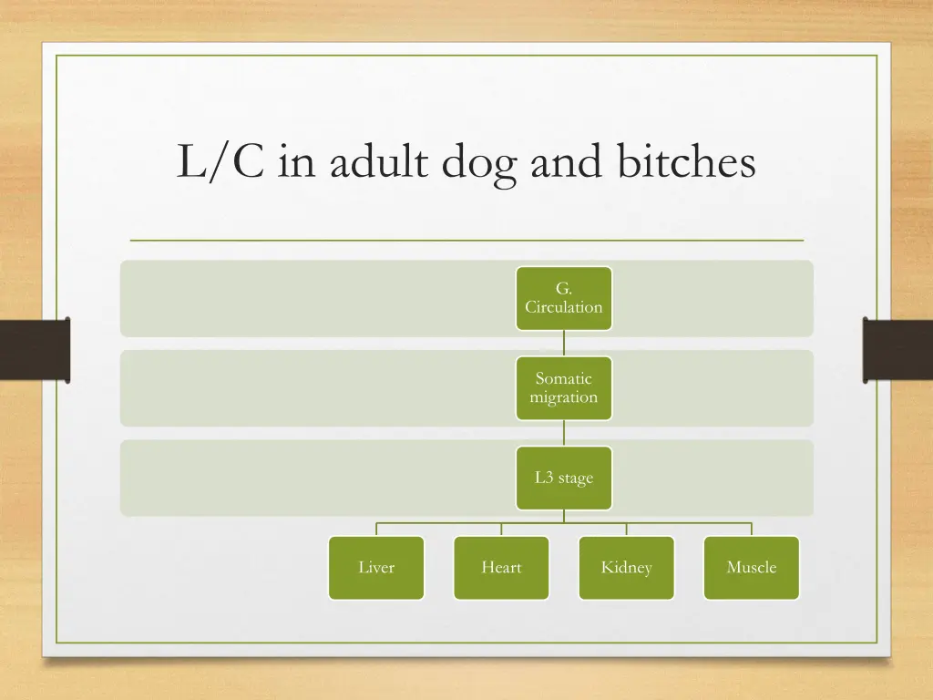 l c in adult dog and bitches