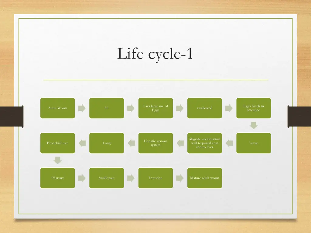 life cycle 1