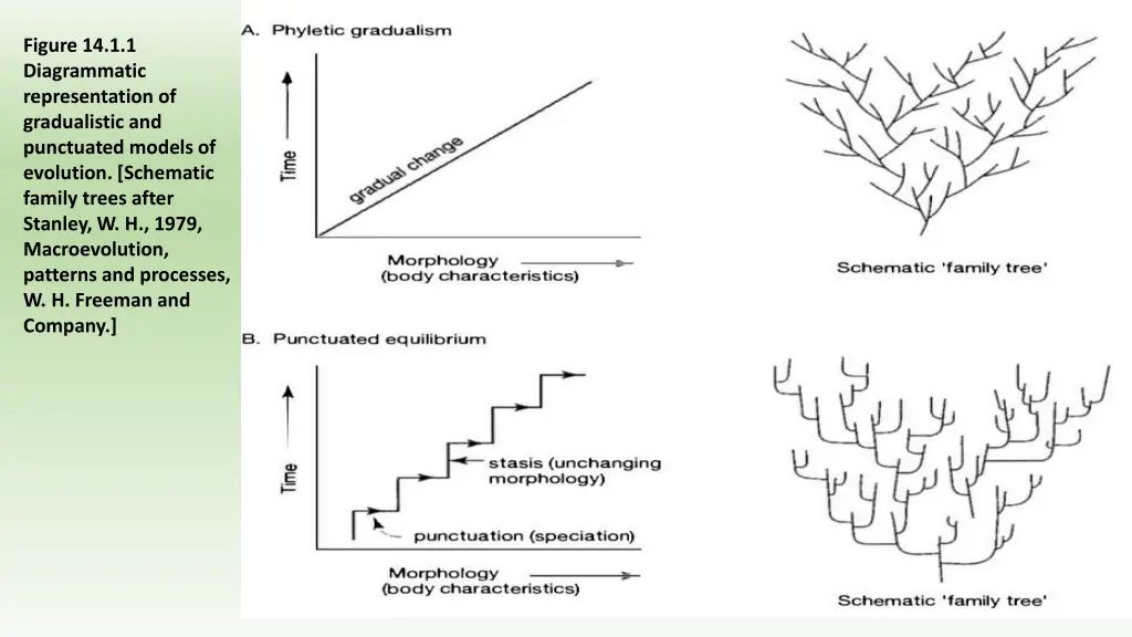 figure 14 1 1 diagrammatic representation