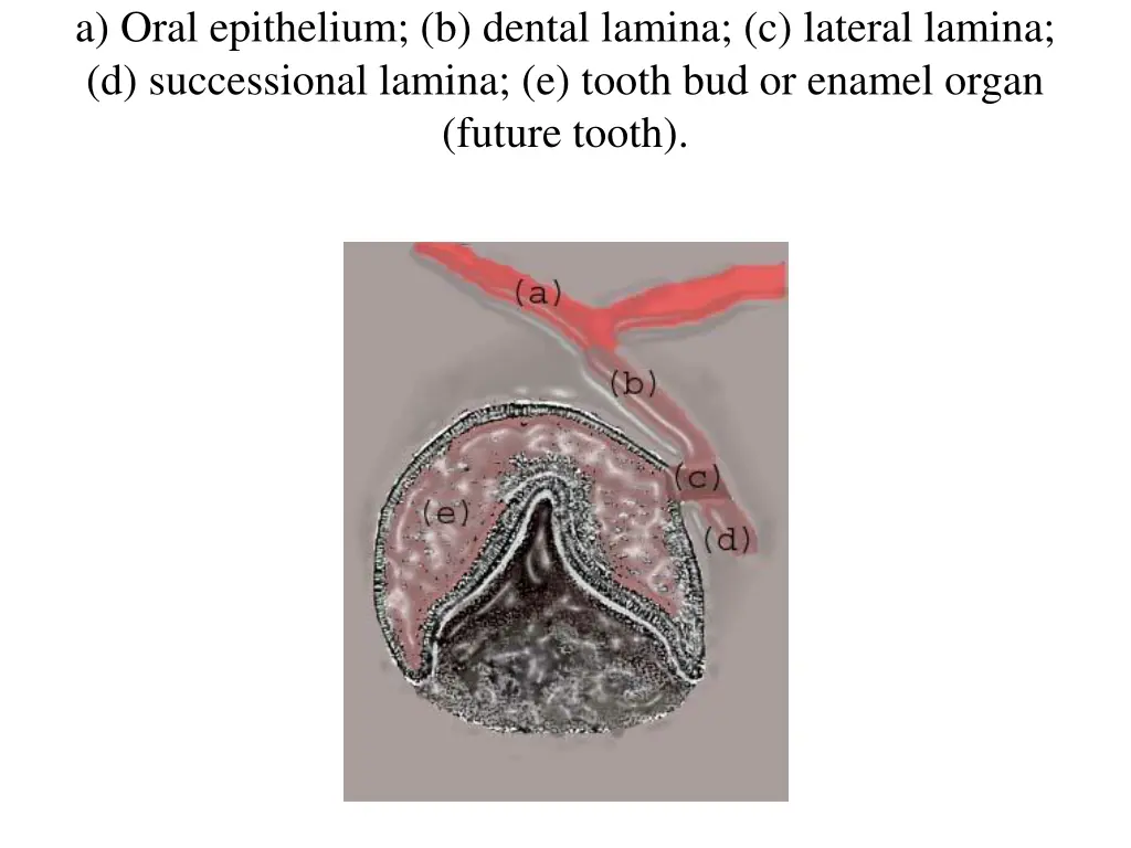 a oral epithelium b dental lamina c lateral