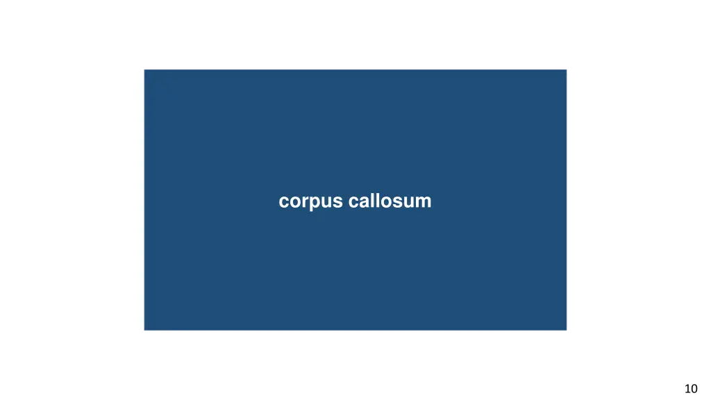 blind spot corpus callosum