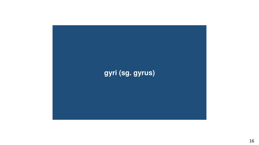 complex cell gyri sg gyrus