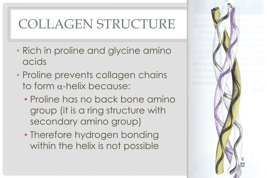 collagen structure 2