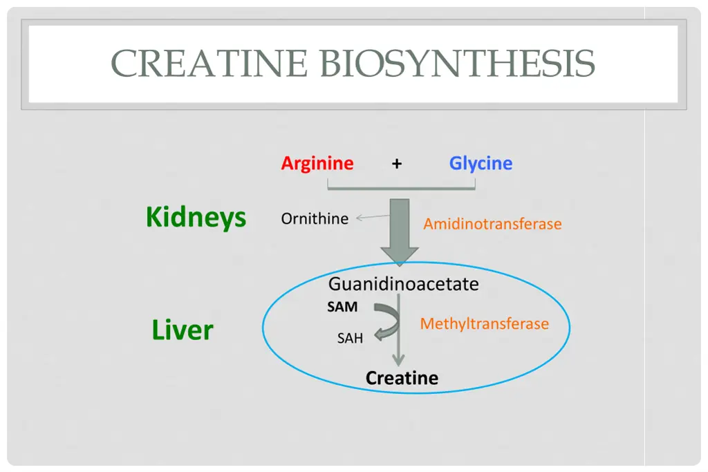 creatine biosynthesis 1