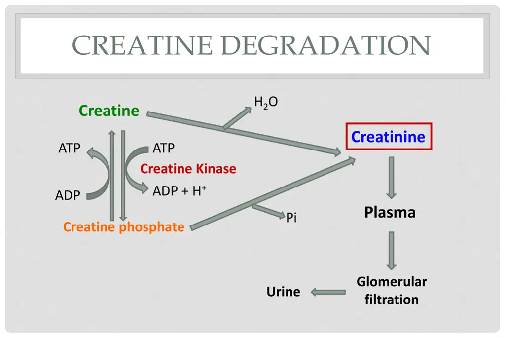 creatine degradation 1