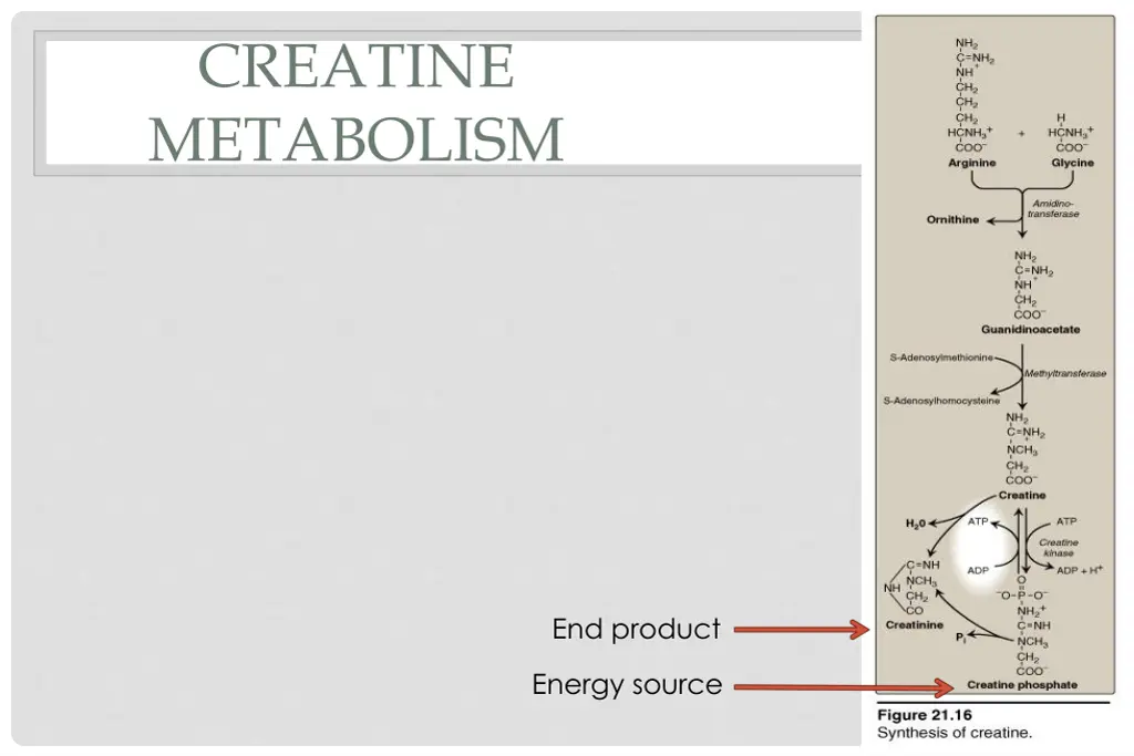 creatine metabolism