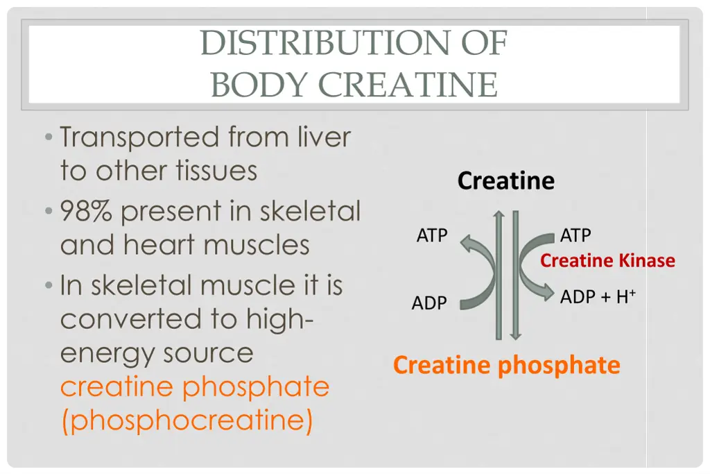 distribution of body creatine