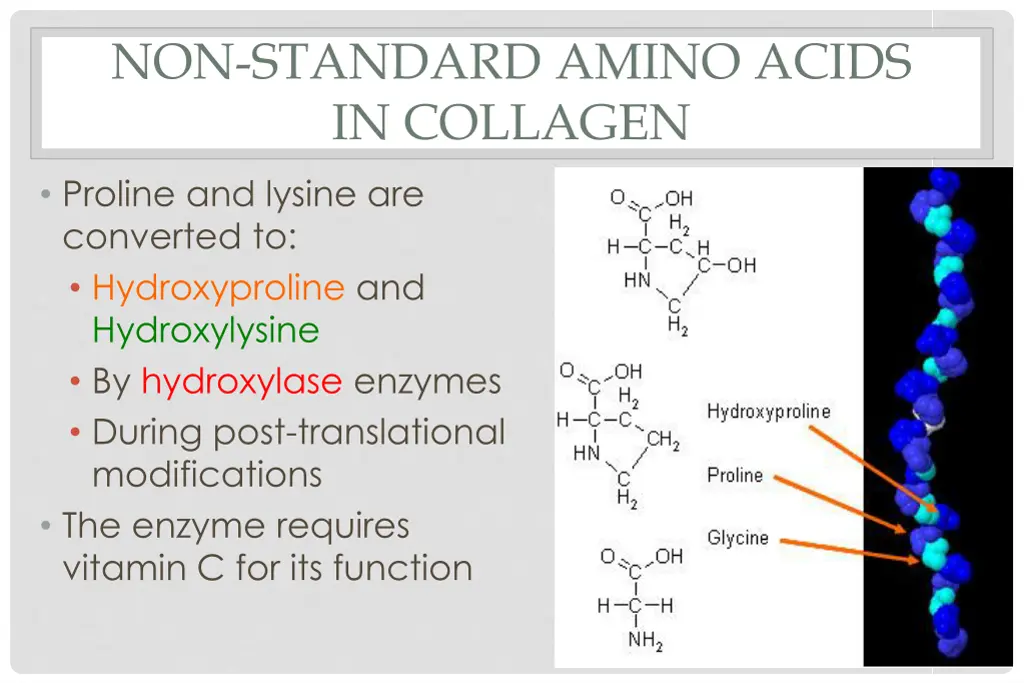 non standard amino acids in collagen