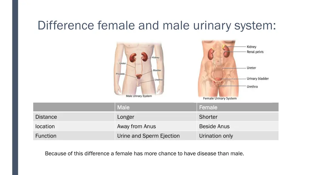 difference female and male urinary system