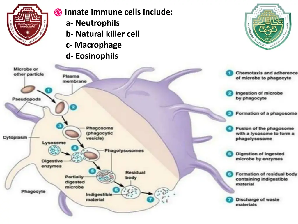 innate immune cells include a neutrophils