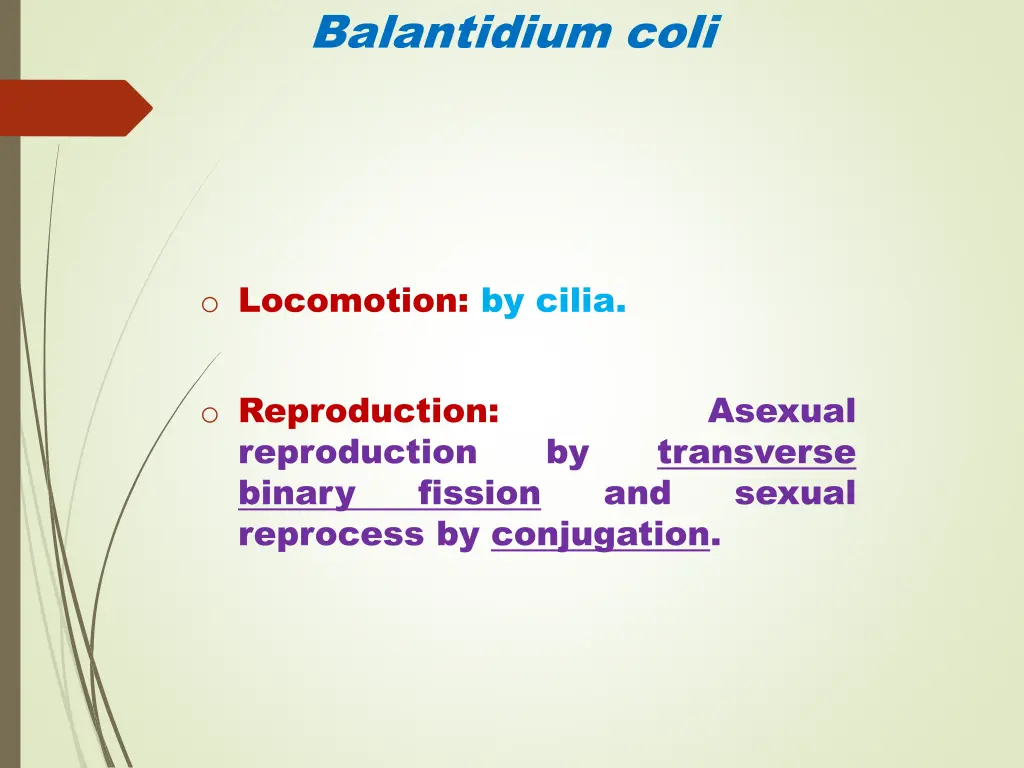balantidium coli