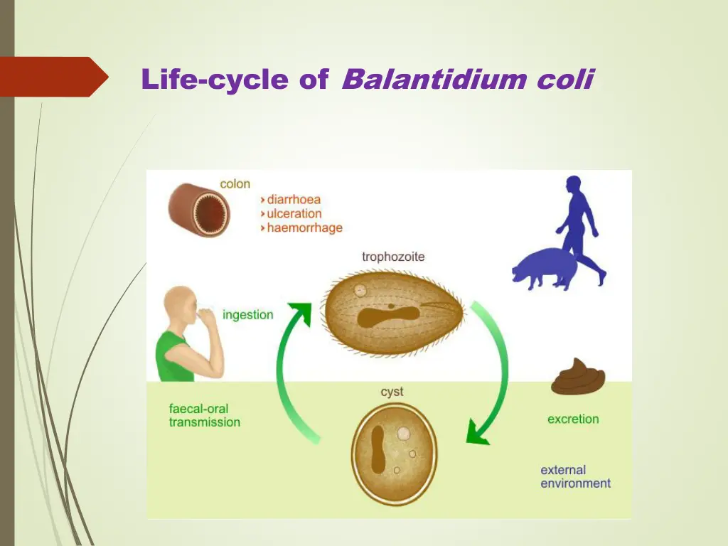 life cycle of balantidium coli