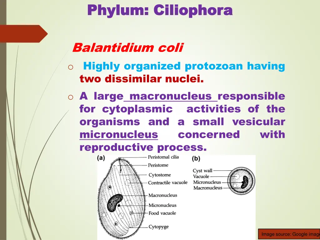 phylum phylum c ciliophora