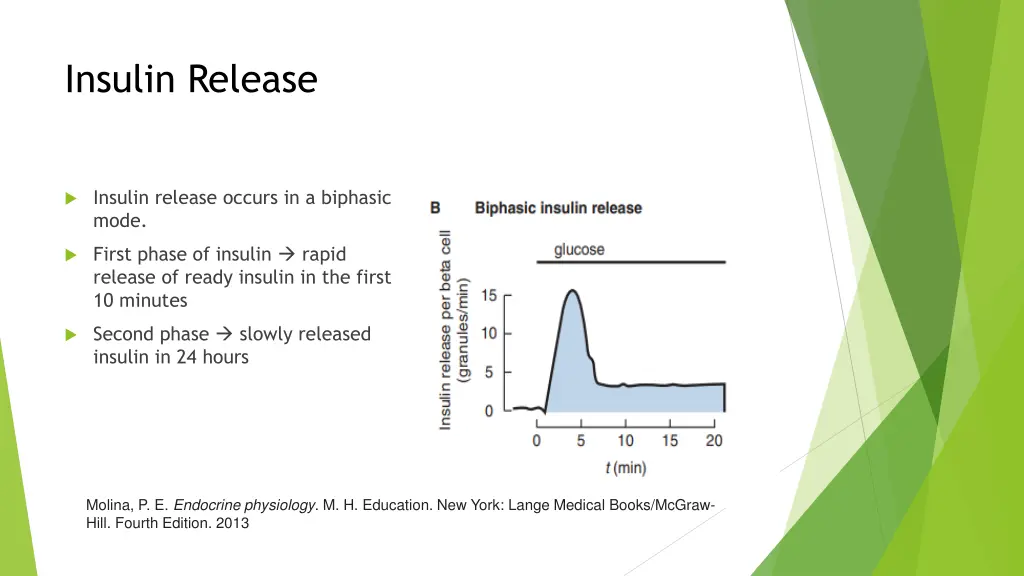 insulin release