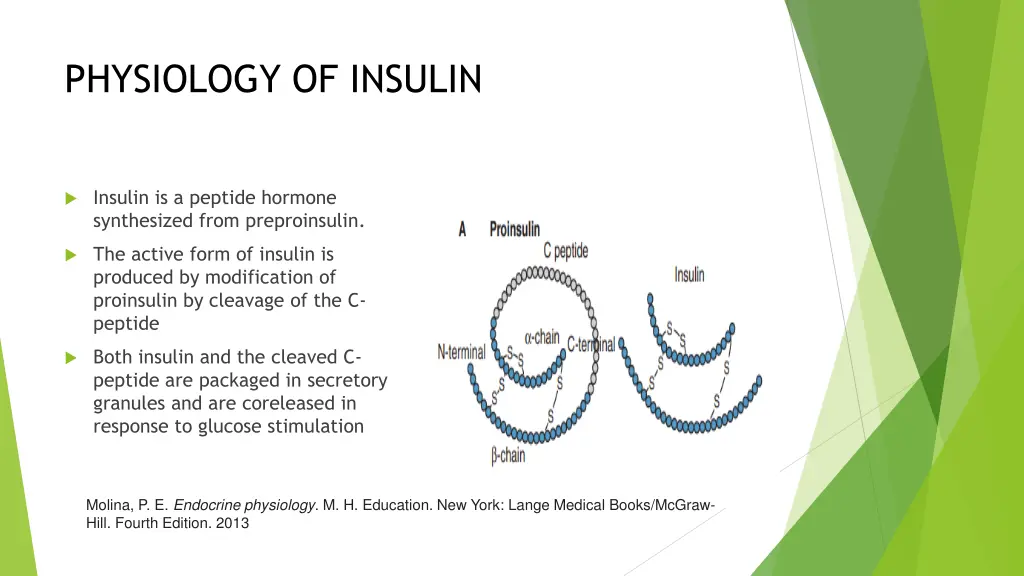physiology of insulin