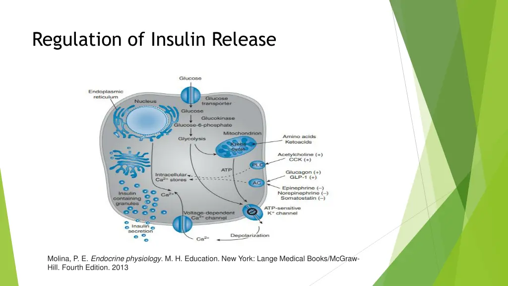 regulation of insulin release