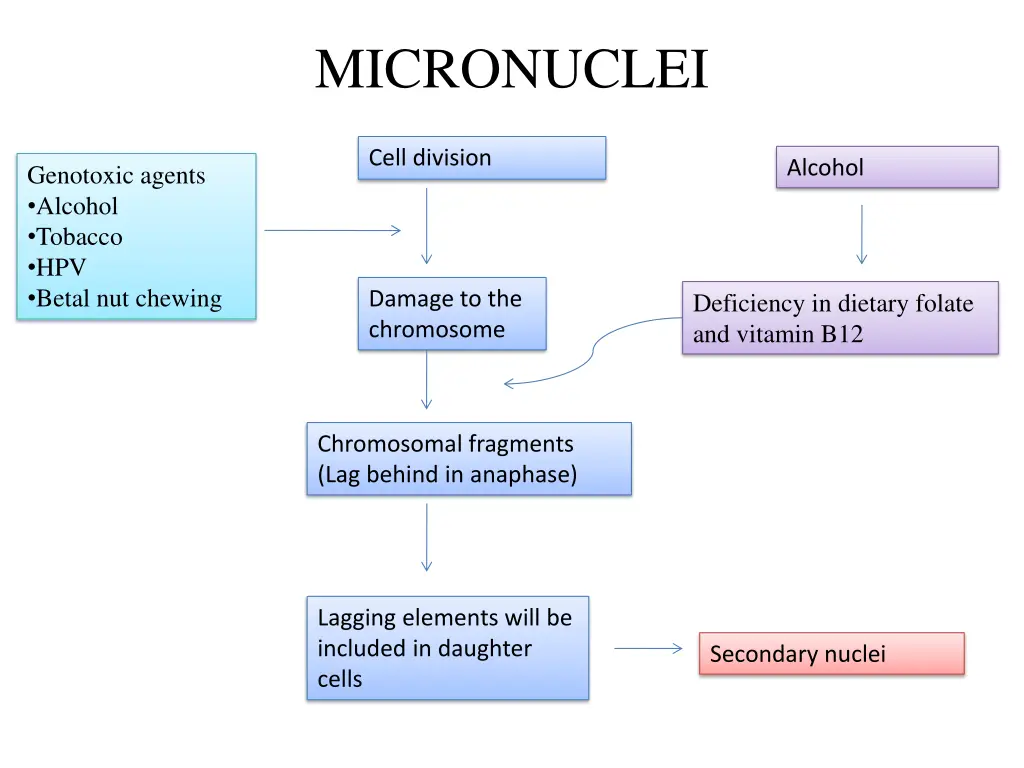 micronuclei
