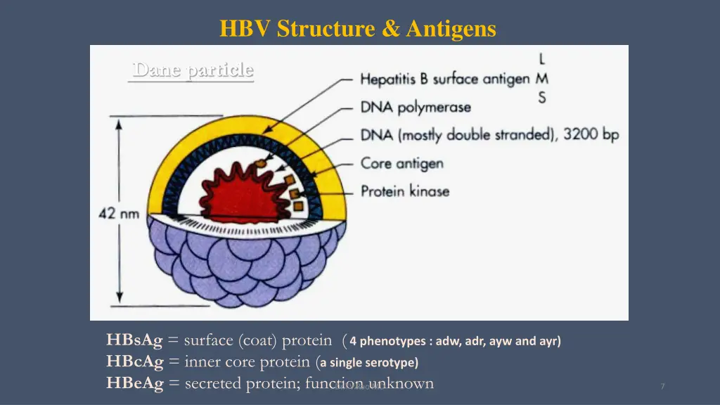 hbv structure antigens