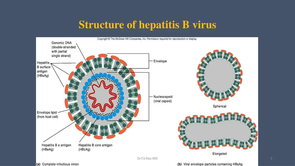 structure of hepatitis b virus