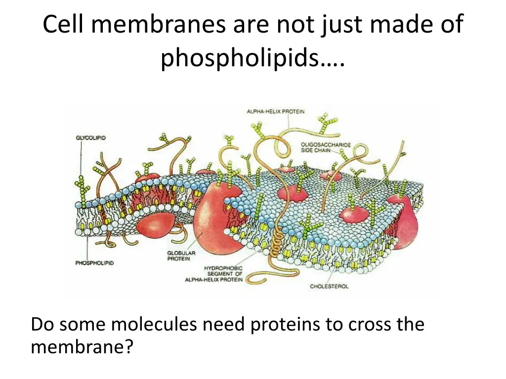 cell membranes are not just made of phospholipids