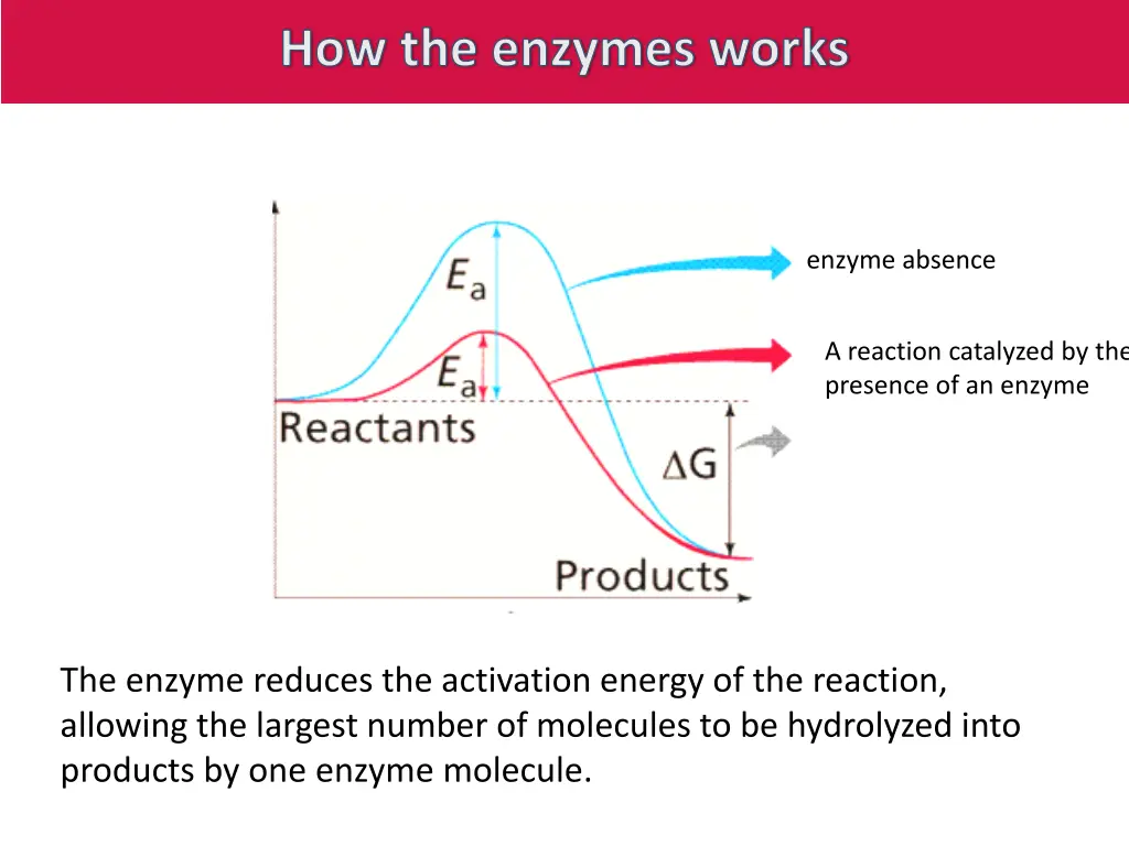 how the enzymes works