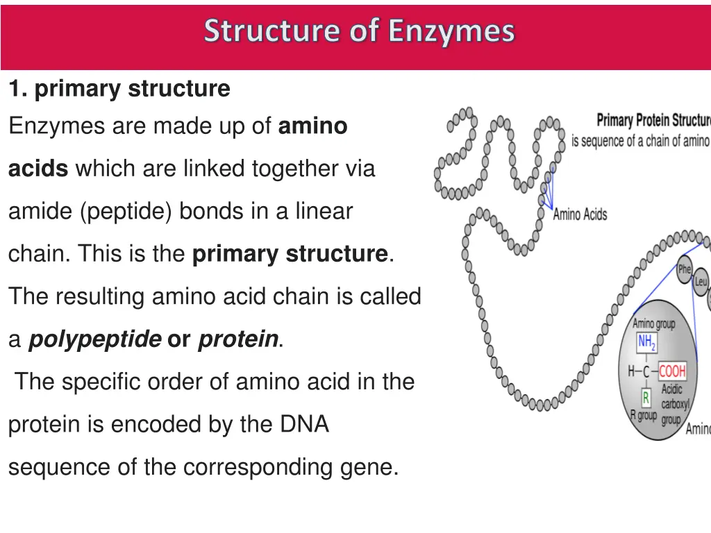 structure of enzymes