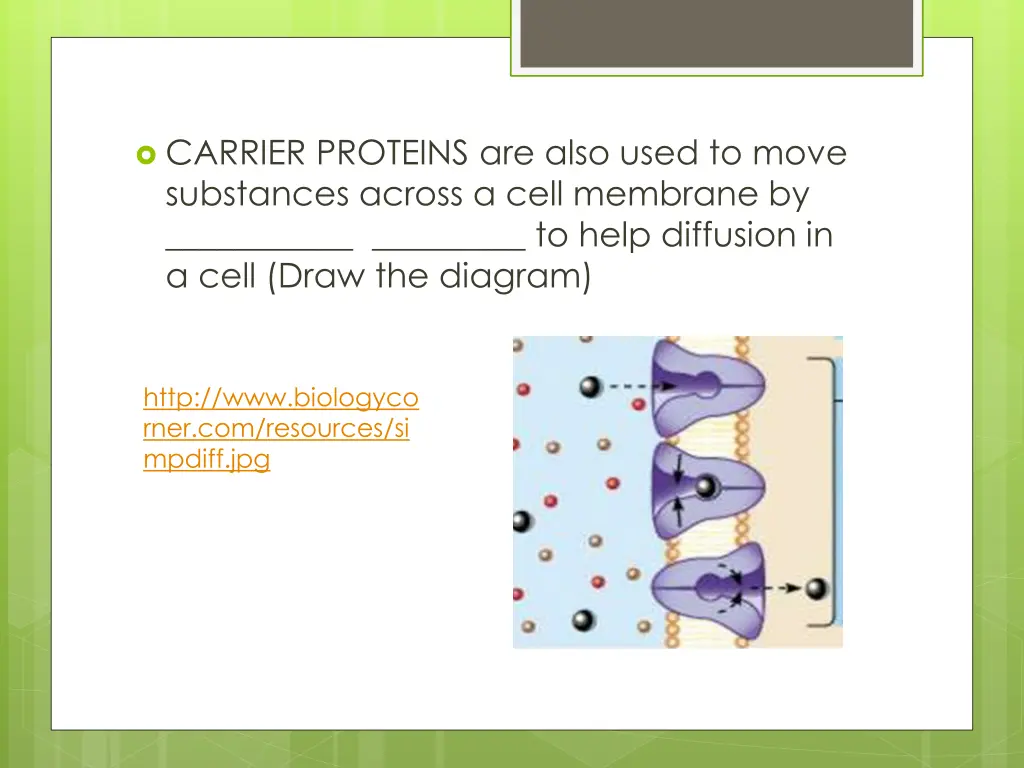 carrier proteins are also used to move substances