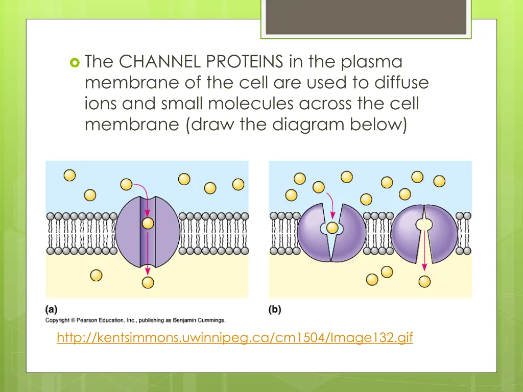 the channel proteins in the plasma membrane