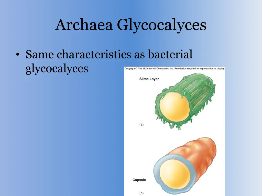 archaea glycocalyces
