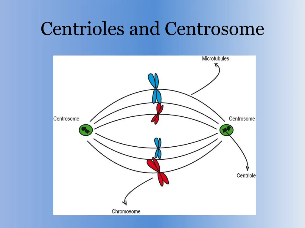 centrioles and centrosome